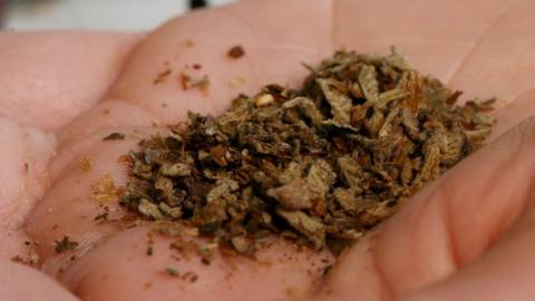 The drug Spice being held in a palm