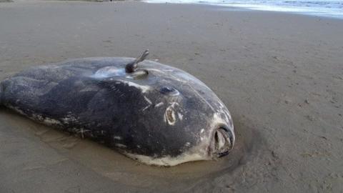 A hoodwinker sunfish washed up in California