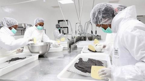 workers processing caviar