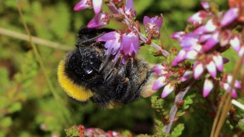 Bumblebee foraging on heather