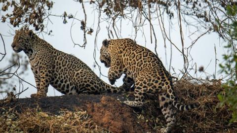 Jaguars in Brazil's Pantanal