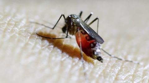 Aedes aegypti mosquito - file pic