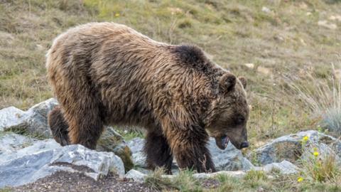Brown bear in Pyrenees - file pic, 3 Sep 18