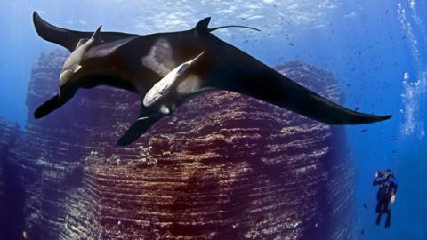 A diver is pictured next to a giant manta ray in the Revillagigedo Archipelago