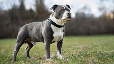 A grey and white Staffordshire bull terrier