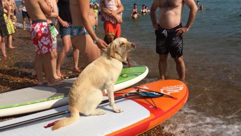 A dog on a paddleboard