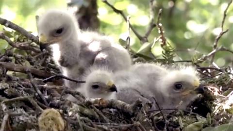 buzzard chicks in a nest