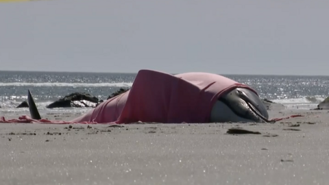A dolphin washed up on shore