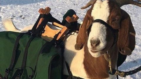 An image of a goat caddy shared by the Retreat and Links at Silvies Valley Ranch.