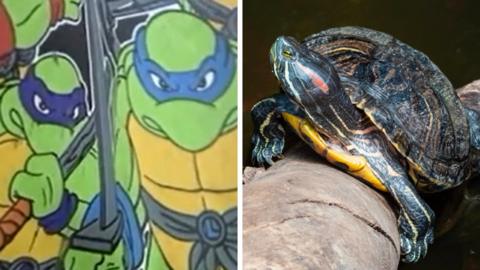 Teenage Mutant Ninja Turtles and a terrapin