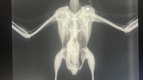 An X-ray image of the bird showing it has a pellet in its left shoulder