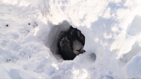 A sheep trapped in snow.