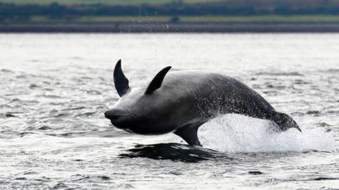 Bottlenose dolphin in Moray Firth