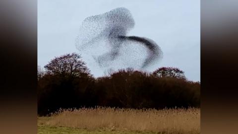 Starling murmuration above Avalon Marshes