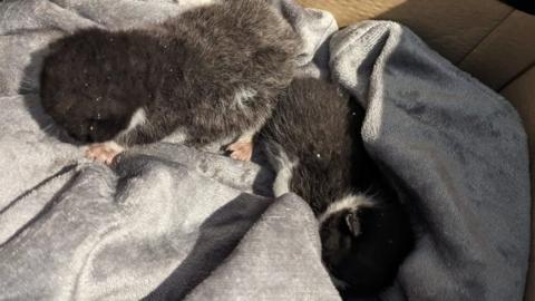 Four rescued cats