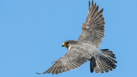 Peregrine falcon stock image