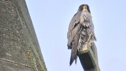 Female bird on a Leicester Cathedral cross