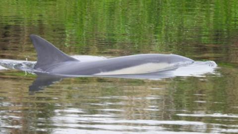 Dolphin swimming in river in Cambridgeshire