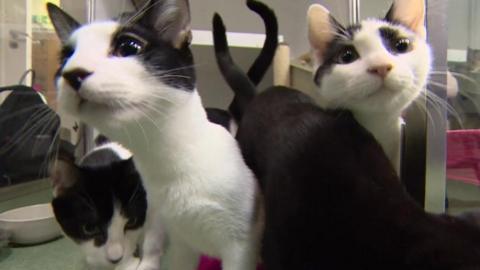 Close-up of four black and white cats at a Celia Hammond rescue centre.