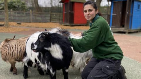 Pygmy goats