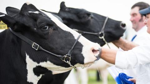 New Forest & Hampshire County Show