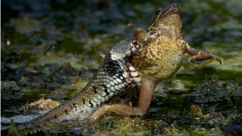 Snake biting frog