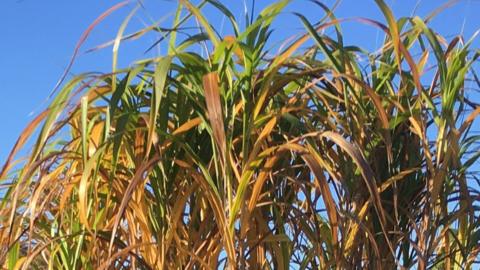 miscanthus