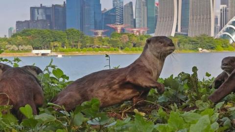 Otters pictured in Singapore