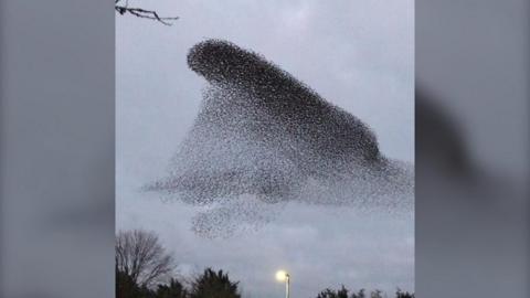 Starlings gather in the sky to create murmuration