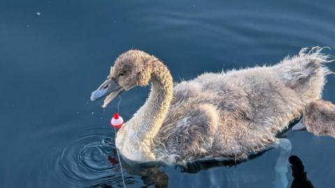 A closeup photo of a cygnet on the surface of Salford Quays. there is a fishing wire, and red fishing float attached to it's mouth.