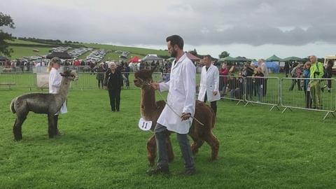 Alpacas at Westmorland County Show