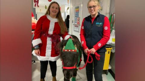 Pony on the ward in a Christmas hat