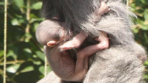 Baby silvery gibbon with mother