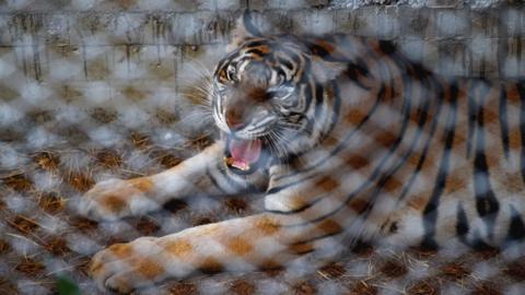 A tiger is seen in an enclosure at the Wat Pha Luang Ta Bua Tiger Temple in Kanchanaburi province