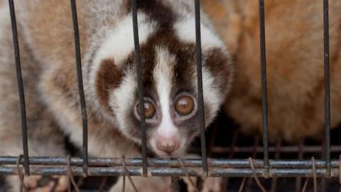 A slow loris stares out of a cage in West Java