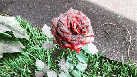 A rose covered in ash from Guatemala's most violent volcano eruption in more than a century