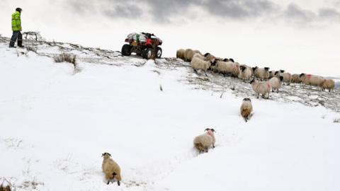 Sheep on a Scottish farm in the aftermath of the Beast from the East last last year