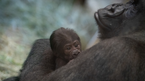 Gorilla with infant