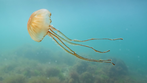 jellyfish