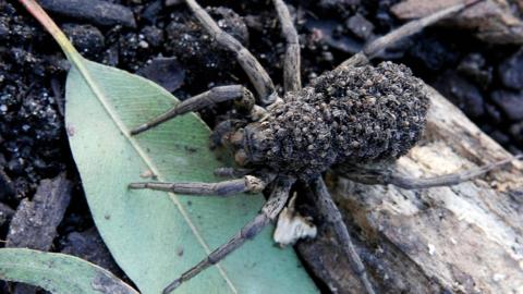 A wolf spider at Sydney Wildlife World on July 18, 2008.