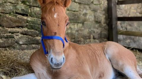 Huxley Suffolk punch