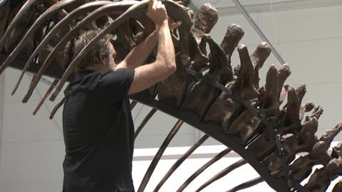Conservator mounts a T. rex skeleton