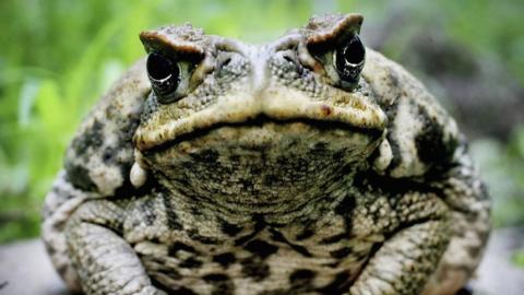 A large cane toad