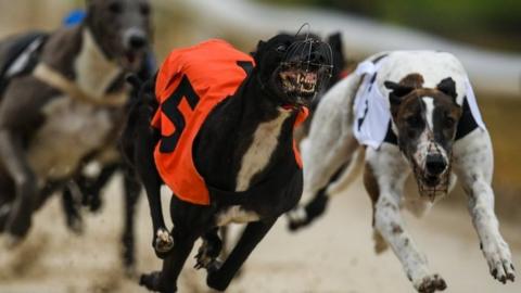 Greyhound racing