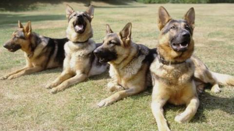 German shepherds