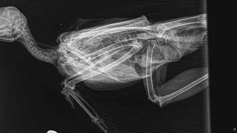 Image of the bird's X-ray, showing its broken hip