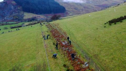 It has been planted by 40 people and stretches for almost two miles in Yr Eryri, or Snowdonia.