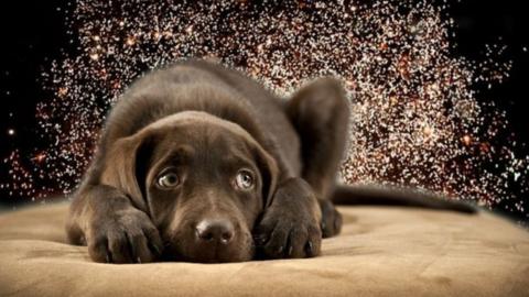 Dog crouched down on floor