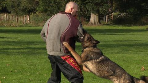 Police dog training exercise