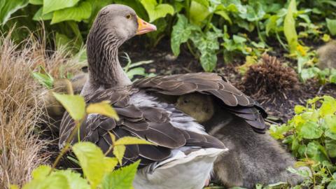 A greylag goose with and a gosling under its wing